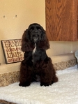 American Cocker Spaniel