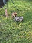 3 GERMAN SHEPPERD PUPPIES