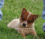 AKC REGISTERED BLUE HEELER PUPPIES