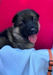 German Shepherd Puppies-AKC Registered