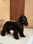 American Cocker Spaniel