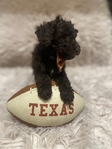 Goldendoodles